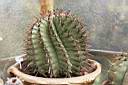 FEROCACTUS WISLIZENII.jpg